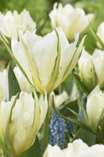 Tulpen Exotic Emperor